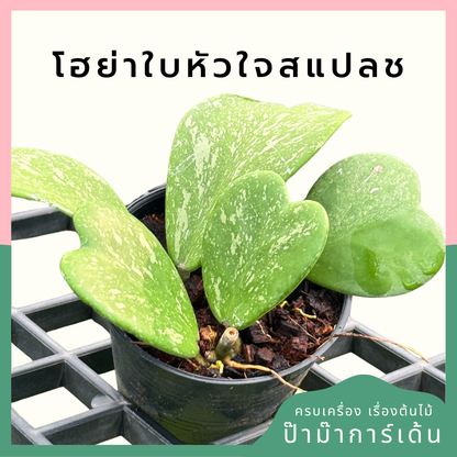 โฮย่าใบหัวใจ สแปช  Hoya Kerrii splash กระถาง 4 นิ้ว
