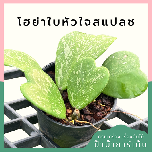 โฮย่าใบหัวใจ สแปช  Hoya Kerrii splash กระถาง 4 นิ้ว