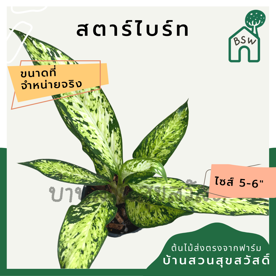 ต้นดิฟเฟนบาเกีย สตาร์ไบร์ท (Dieffenbachia StarBright)