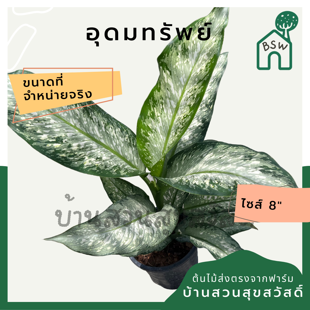 อุดมทรัพย์ กระถาง 8 นิ้ว ต้นใหญ่ ต้นอุดมทรัพย์ ต้นไม้มงคล มาในกระถางพร้อมตั้ง