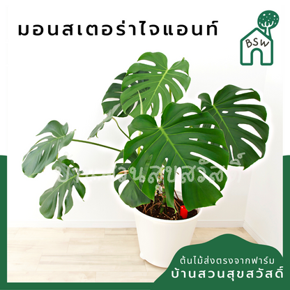 มอนสเตอร่า (Monstera Deliciosa) ไม้ฟอกอากาศยอดนิยมในกระถาง
