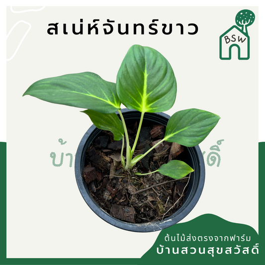 เสน่ห์จันทร์ขาว (Homalomena 'Saneh Chan Khao') ไม้มงคลในกระถางพร้อมตั้ง