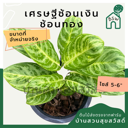 เศรษฐีช้อนเงินช้อนทอง กระถาง 5-6 นิ้ว อโกลนีมา ด่างแบบโดดเด่น aglaonema ไม้แรร์