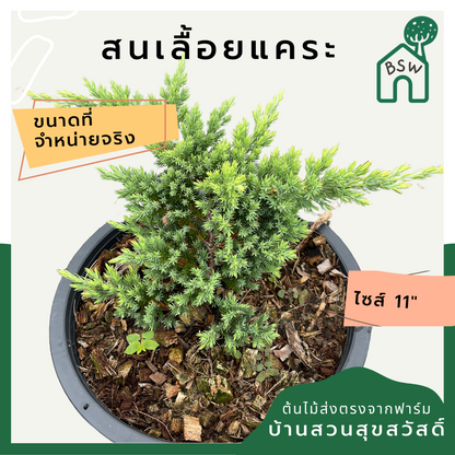 สนเลื้อย กระถาง 11 นิ้ว ต้นสนเลื้อย เป็นไม้แดด บอนไซ ไม้แต่งสวนสไตล์อังกฤษ