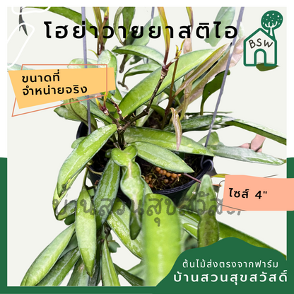 โฮย่าวายยาสติไอ (Hoya Wayetii) ไม้แขวนในกระถาง 4 นิ้ว