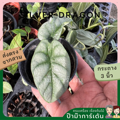Alocasia variegated Alocasia Silver Dragon Black Velvet Dragon Scale ต้นอโลคาเซียด่าง