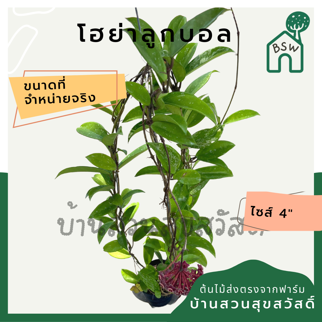 โฮย่าลูกบอล ฟอร์มเลื้อย เป็นต้นสมบูรณ์ พร้อมออกดอก Hoya