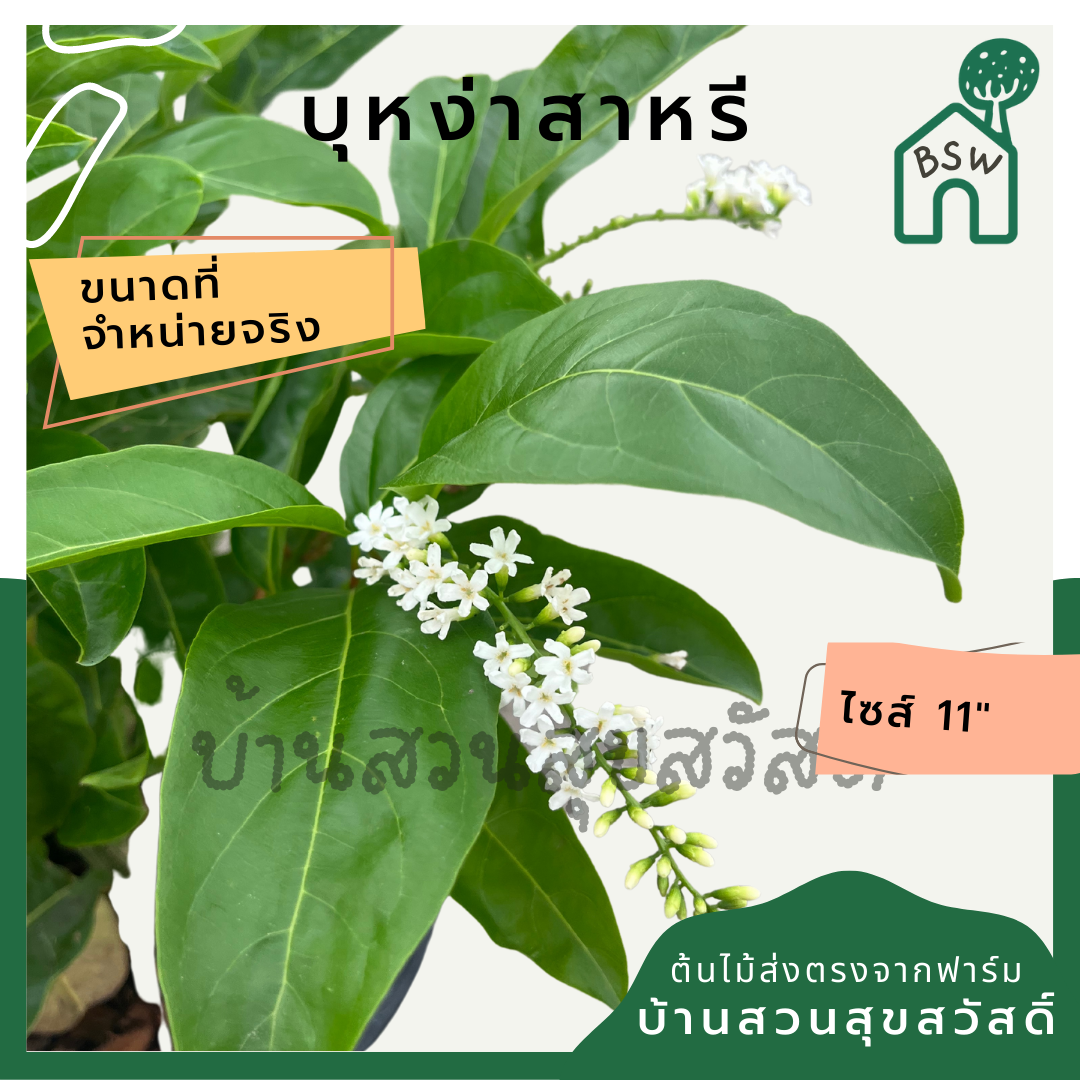 บุหงาส่าหรี | Bungasari | ไม้ดอกหอม ไม้พุ่มจัดสวน กระถาง 11 นิ้ว