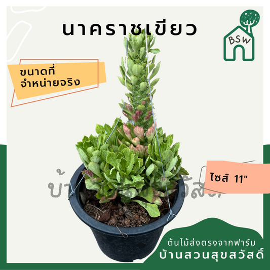 นาคราชเขียว (Dracaena) ไม้แดดจัดในกระถาง 8 นิ้ว