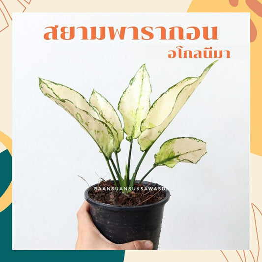 อโกลนีมา สยามพารากอน (Aglaonema 'Siam Paragon') ไม้มงคลแห่งความสำเร็จ