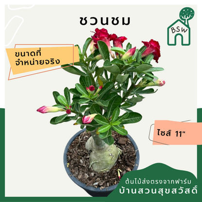 ต้นชวนชม ขนาด 11 นิ้ว ไม้โขดสวย ทนแดดจัดได้ดีมาก ไม่ต้องรดน้ำเยอะ ชอบแล้งๆ