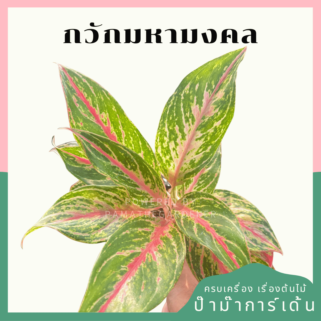 อโกลนีม่า กวักมหามงคล (Kwak Maha Mongkhon) กระถาง 5 นิ้ว