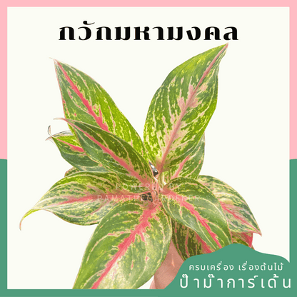 อโกลนีม่า กวักมหามงคล (Kwak Maha Mongkhon) กระถาง 5 นิ้ว