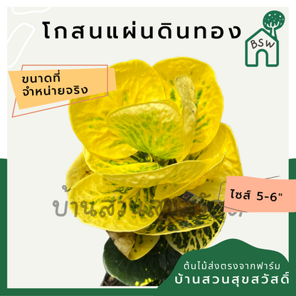 โกสนแผ่นดินทอง กระถาง 5-6 นิ้ว ต้นโกสน เป็นไม้แดด ไม้ด่างสวย ใบสีสันสดใส