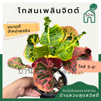 โกสนเพลินจิต กระถาง 5-6 นิ้ว ต้นโกสน เป็นไม้แดด ไม้ด่างสวย ใบสีสันสดใส