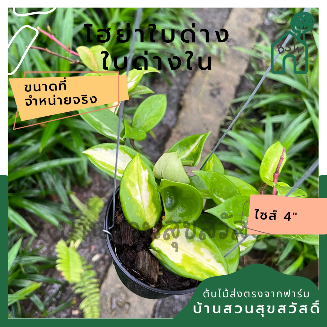 โฮย่าใบด่าง ด่างใน มาในกระถางพร้อมตั้ง ไม้รำไรออกดอกสวย ออกดอกเก่ง Hoya crimson princess