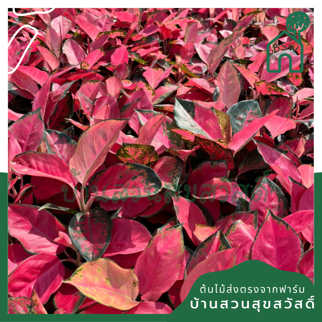 อโกลนีมาช้างแดง (Aglaonema 'Chang Daeng') ไม้มงคลในกระถางพร้อมตั้ง