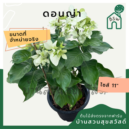 ดอนญ่า (Mussaenda Philippica) ไม้ดอกสวยในกระถาง 11 นิ้ว