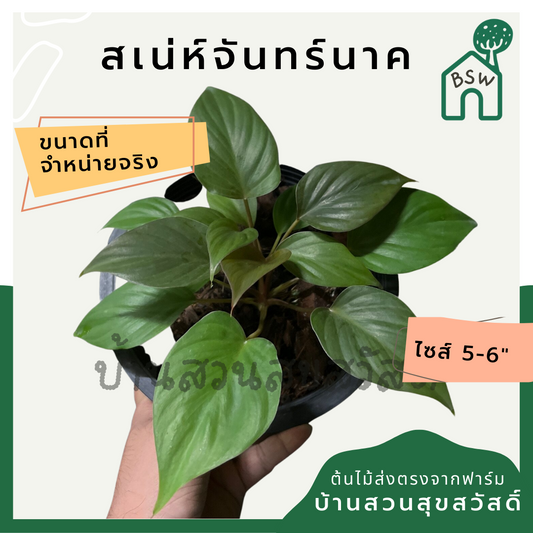 เสน่ห์จันทร์นาค (Homalomena Rubescens) ไม้มงคลในกระถาง 6 นิ้ว