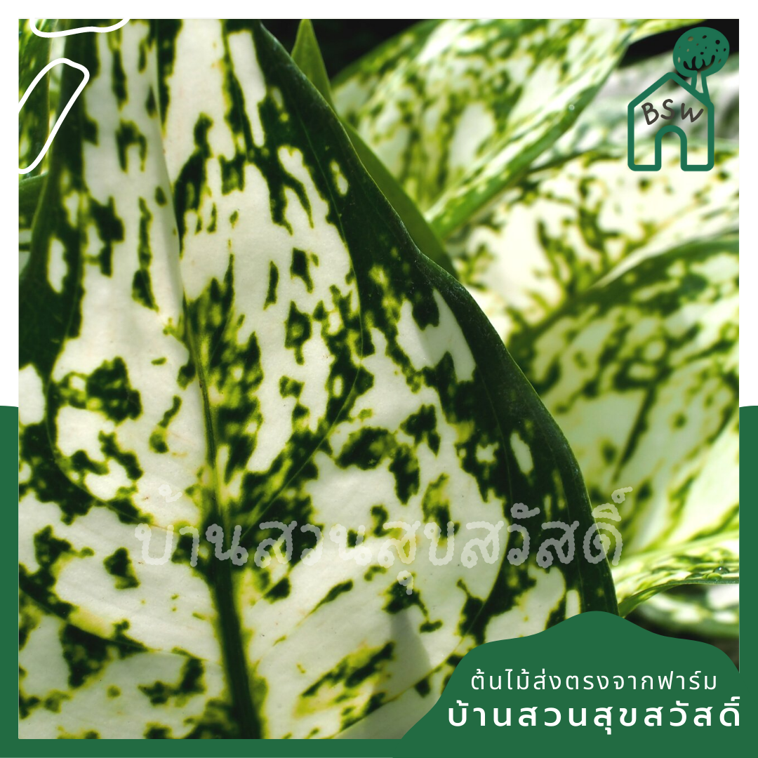 อัญมณีขาว (White Aglaonema) ไม้มงคลเรียกทรัพย์ในกระถาง 5-6 นิ้ว