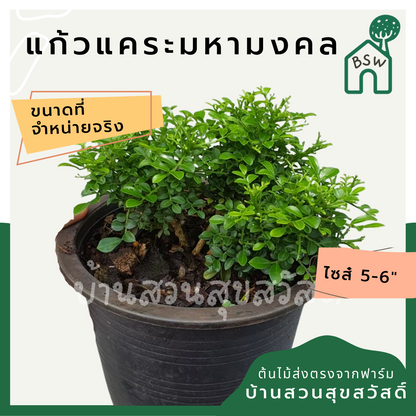 แก้วมหามงคล (Murraya Paniculata) ไม้ดอกหอมในกระถาง 5-6 นิ้ว