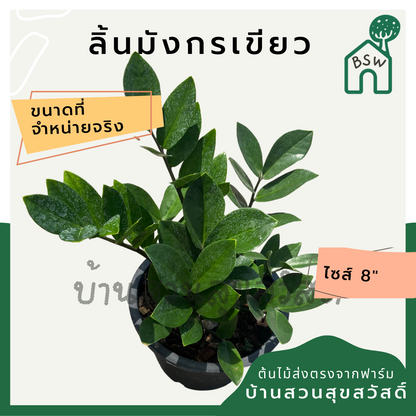 กวักมรกตเขียว กระถาง 8 นิ้ว ไม้ฟอกอากาศ เหมาะสำหรับมือใหม่ เลี้ยงในบ้านได้ดี ทนที่สุด