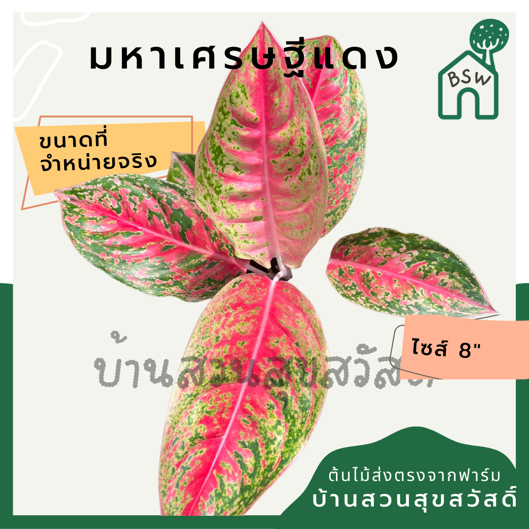 มหาเศรษฐีแดง กระถาง 8 นิ้ว อโกลนีมา ด่างแบบโดดเด่น aglaonema ไม้แรร์