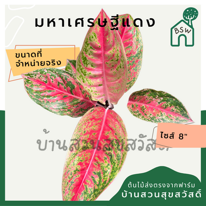มหาเศรษฐีแดง กระถาง 8 นิ้ว อโกลนีมา ด่างแบบโดดเด่น aglaonema ไม้แรร์