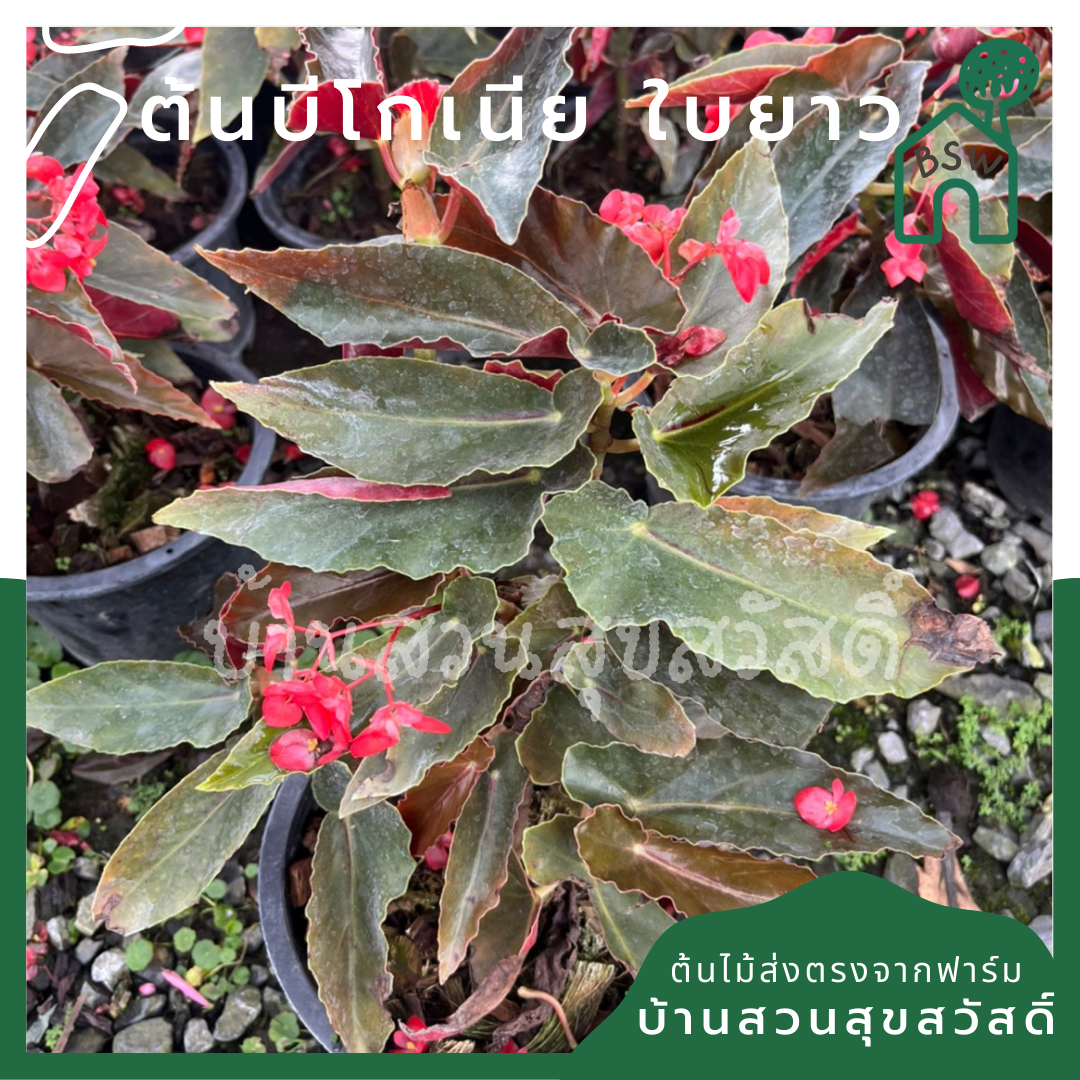 บีโกเนียใบยาว (Begonia 'Longifolia') ไม้ใบสวยในกระถาง 5-6 นิ้ว