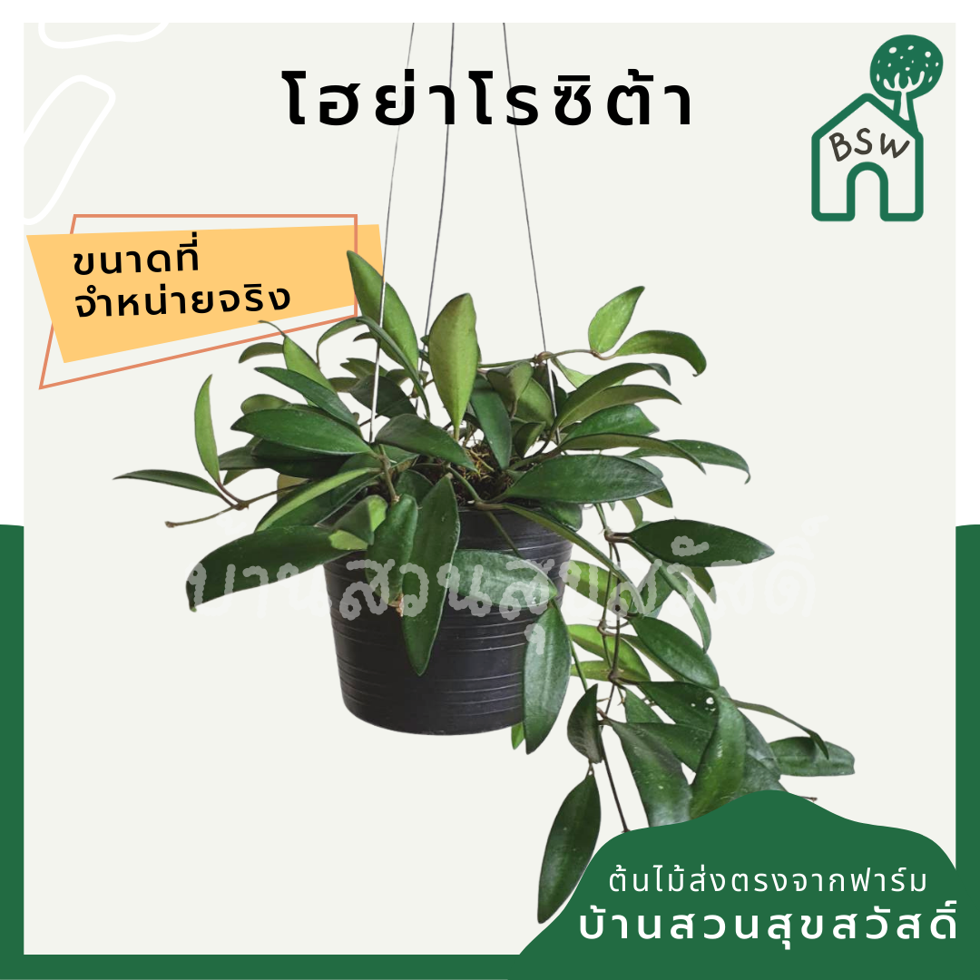 โฮย่าโรซิต้า (Hoya Rosita) ไม้แขวนในกระถาง 4 นิ้ว