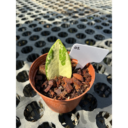 กระถางดำ 4 นิ้ พร้อม กวักมรกตด่าง ด่างสวย เทพมาก มีตุ่มแล้ว