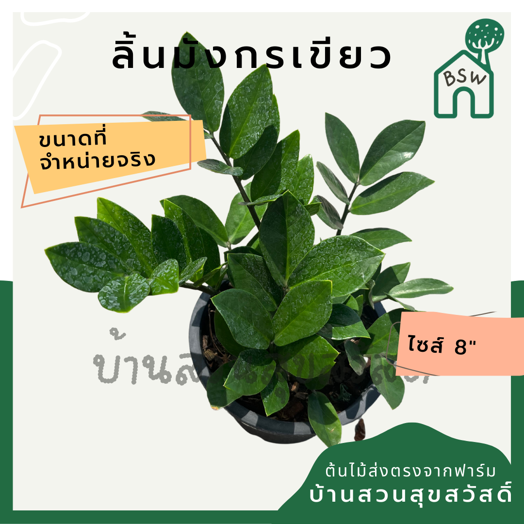 กวักมรกตเขียว กระถาง 8 นิ้ว ไม้ฟอกอากาศ เหมาะสำหรับมือใหม่ เลี้ยงในบ้านได้ดี ทนที่สุด