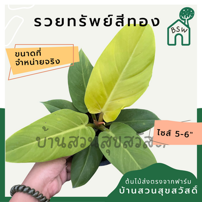 รวยทรัพย์สีทอง กระถาง 5-6 นิ้ว ฟิโลเดนดรอน philodendron ต้นรวยทรัพย์สีทอง