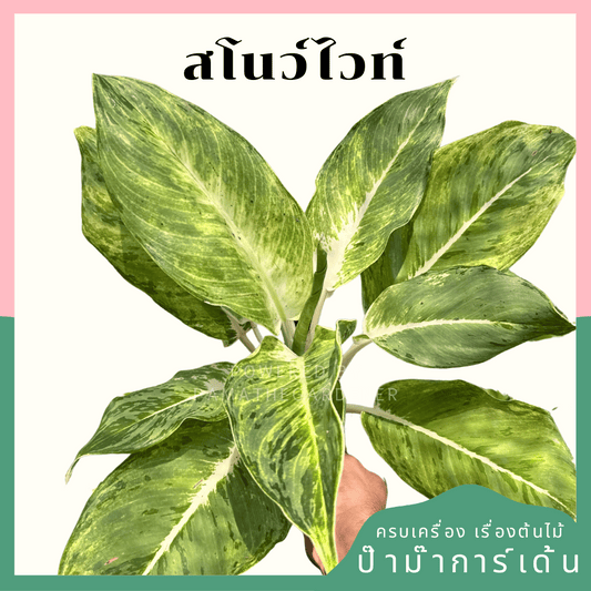 อโกลนีม่าสโนว์ไวท์ (Snow White)
