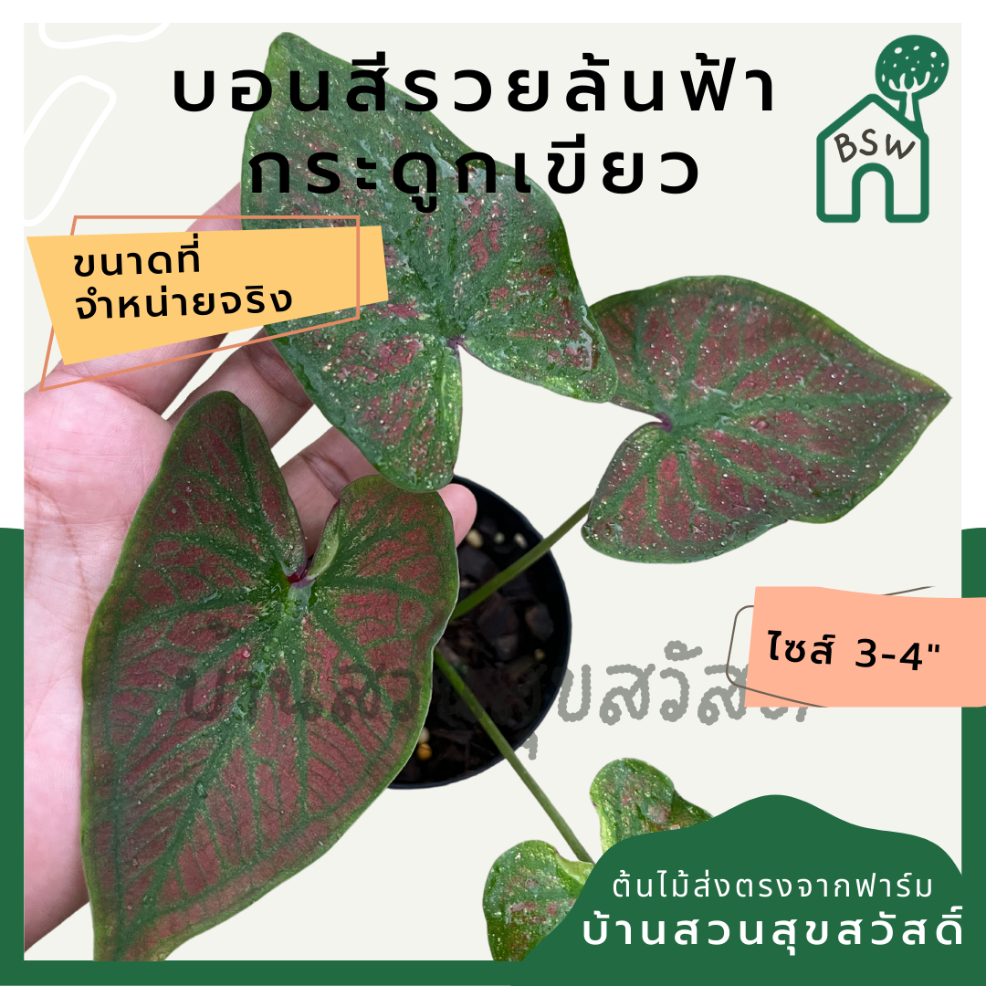 บอนสีรวยล้นฟ้ากระดูกเขียว (Caladium) ไม้มงคลในกระถางพร้อมตั้ง