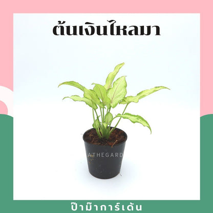 ต้นไม้มงคล ไม้ฟอกอากาศ ต้นใหญ่ รากแน่น ต้นไม้เสริมดวง