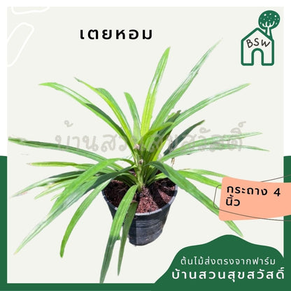 เตยหอม กระถาง 4 นิ้ว – Fragrant Pandan - Pamathegardener