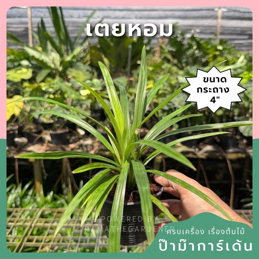 เตยหอม กระถาง 4 นิ้ว – Fragrant Pandan - Pamathegardener