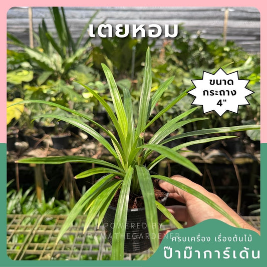 เตยหอม กระถาง 4 นิ้ว – Fragrant Pandan - Pamathegardener