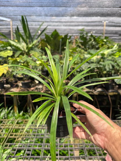 เตยหอม กระถาง 4 นิ้ว – Fragrant Pandan - Pamathegardener