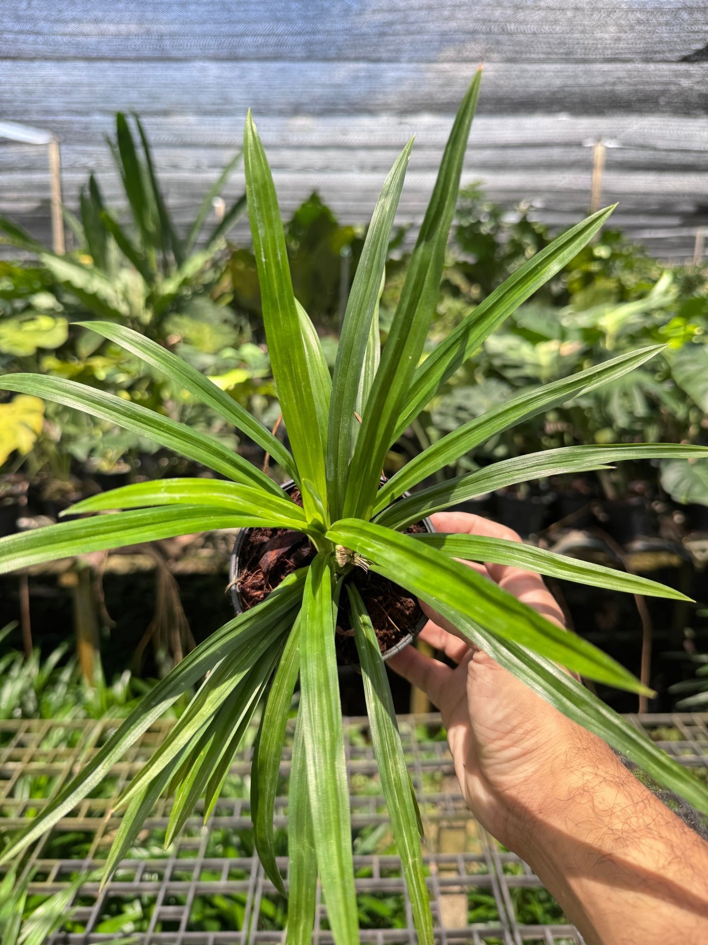 เตยหอม กระถาง 4 นิ้ว – Fragrant Pandan - Pamathegardener