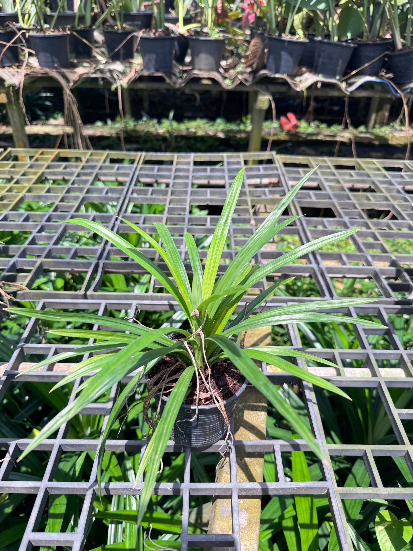 เตยหอม กระถาง 4 นิ้ว – Fragrant Pandan - Pamathegardener