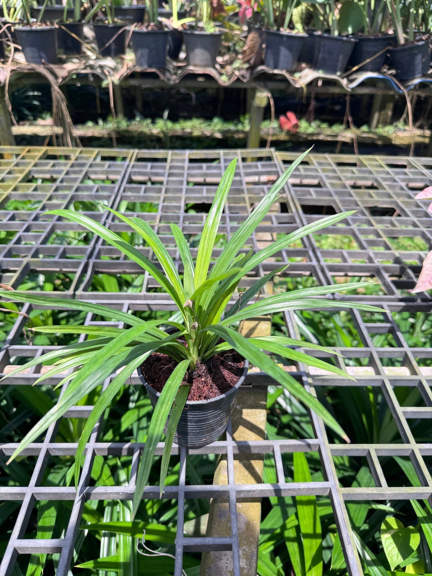 เตยหอม กระถาง 4 นิ้ว – Fragrant Pandan - Pamathegardener