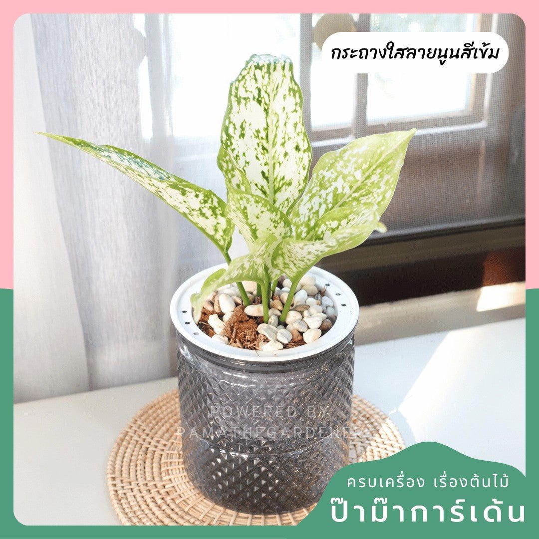 ต้นไม้ฟอกอากาศ ต้นไม้มงคล พร้อมกระถางรดน้ำอัตโนมัต 4"นิ้ว แถมหินฟรี - Pamathegardener