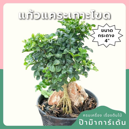 แก้วแคระเกาะโขด พร้อมกระถาง 4 นิ้ว - Pamathegardener