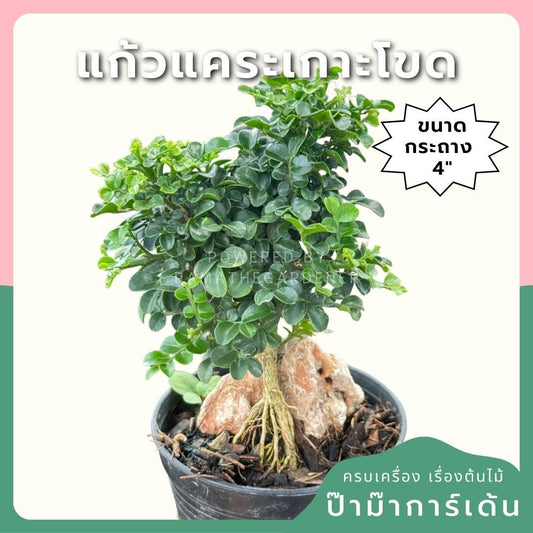 แก้วแคระเกาะโขด พร้อมกระถาง 4 นิ้ว - Pamathegardener