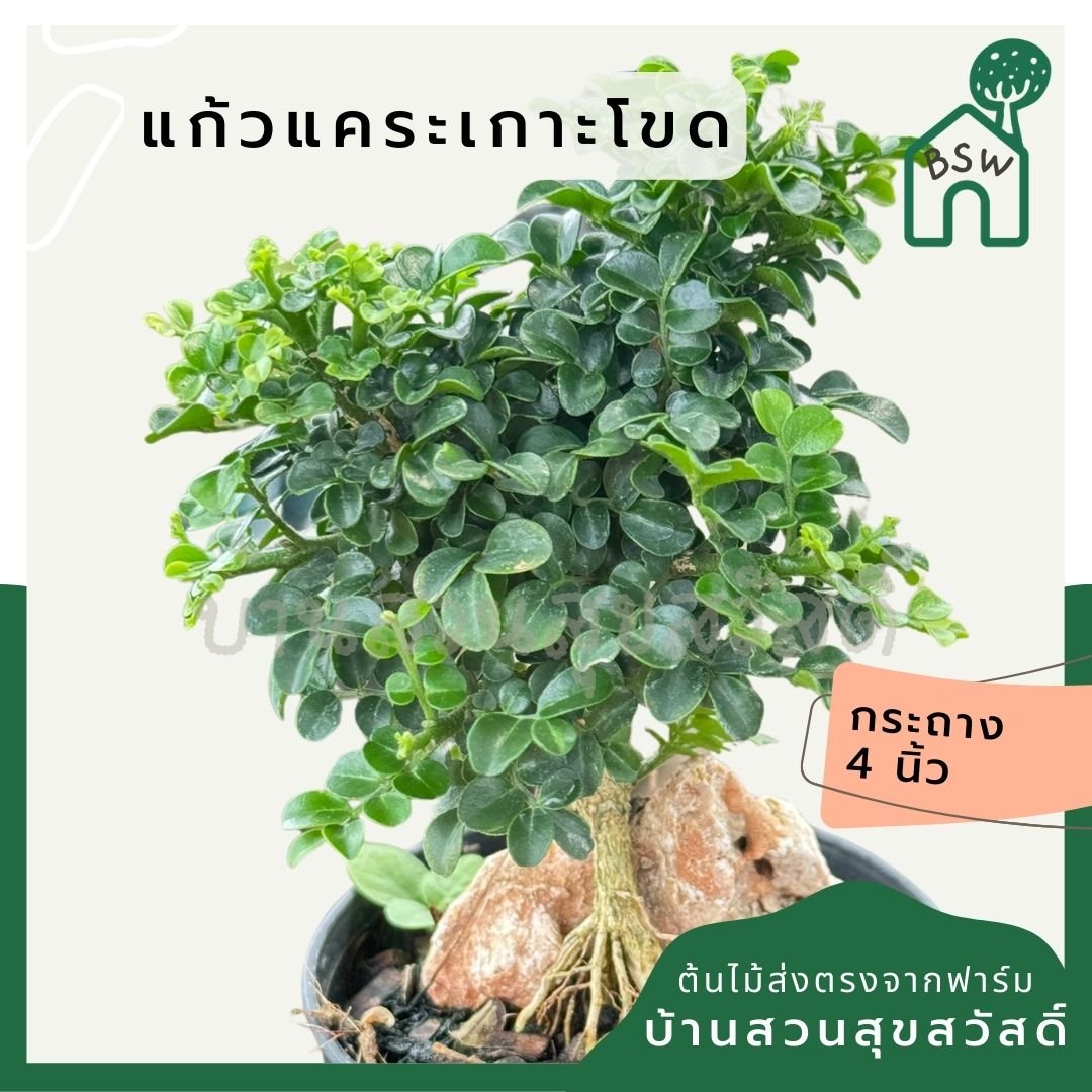 แก้วแคระเกาะโขด พร้อมกระถาง 4 นิ้ว - Pamathegardener