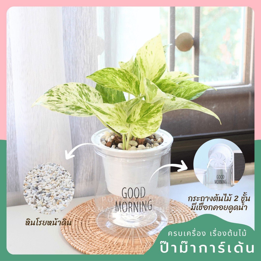 ต้นไม้ฟอกอากาศ ต้นไม้มงคล พร้อมกระถางรดน้ำอัตโนมัต 4"นิ้ว แถมหินฟรี - Pamathegardener