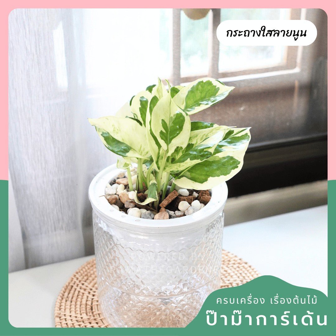 ต้นไม้ฟอกอากาศ ต้นไม้มงคล พร้อมกระถางรดน้ำอัตโนมัต 4"นิ้ว แถมหินฟรี - Pamathegardener