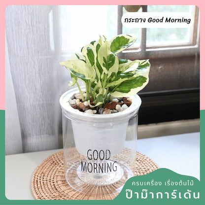 ต้นไม้ฟอกอากาศ ต้นไม้มงคล พร้อมกระถางรดน้ำอัตโนมัต 4"นิ้ว แถมหินฟรี - Pamathegardener